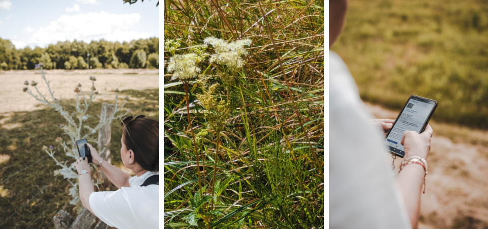 Obsidentify in Boesheide