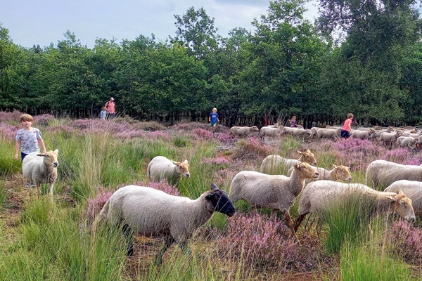 Kinderen lopen tussen de schapen terwijl ze op pad zijn met de schaapsherder