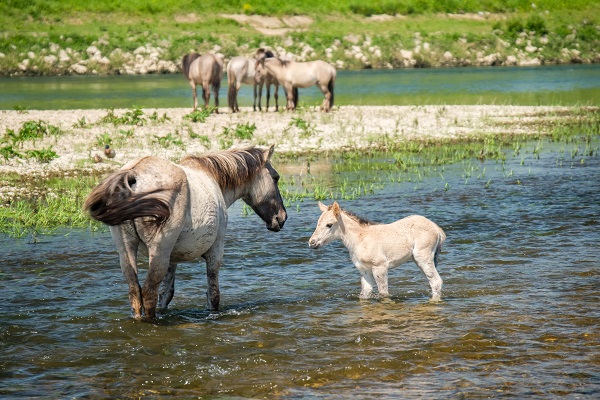 Mutter Königspferd und Fohlen stehen im Wasser im Naturreservat Koningssteen