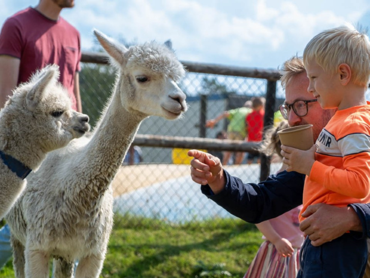 Ein Junge steht mit seinem Vater auf der Wiese bei den Alpakas