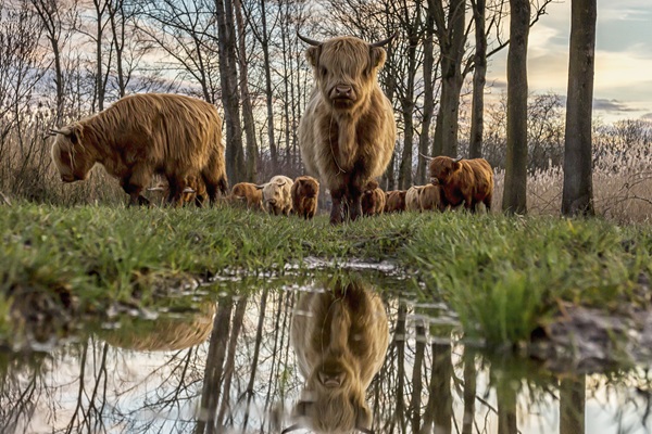 Schotse Hooglander kijkt in de camera terwijl de weerspiegeling te zien is in een modderpoel