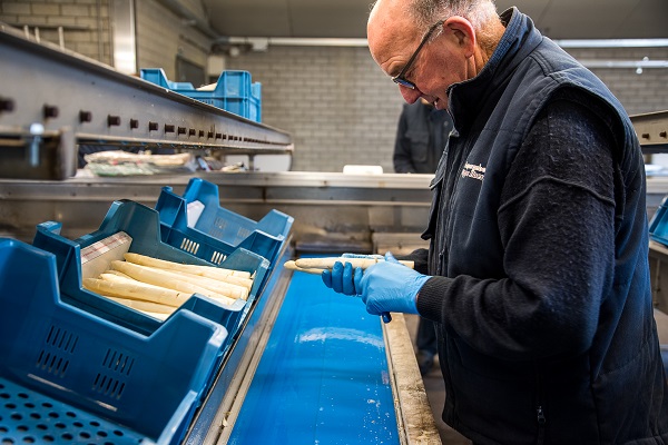  Mann, der auf dem Spargelhof Oppe Haes arbeitet